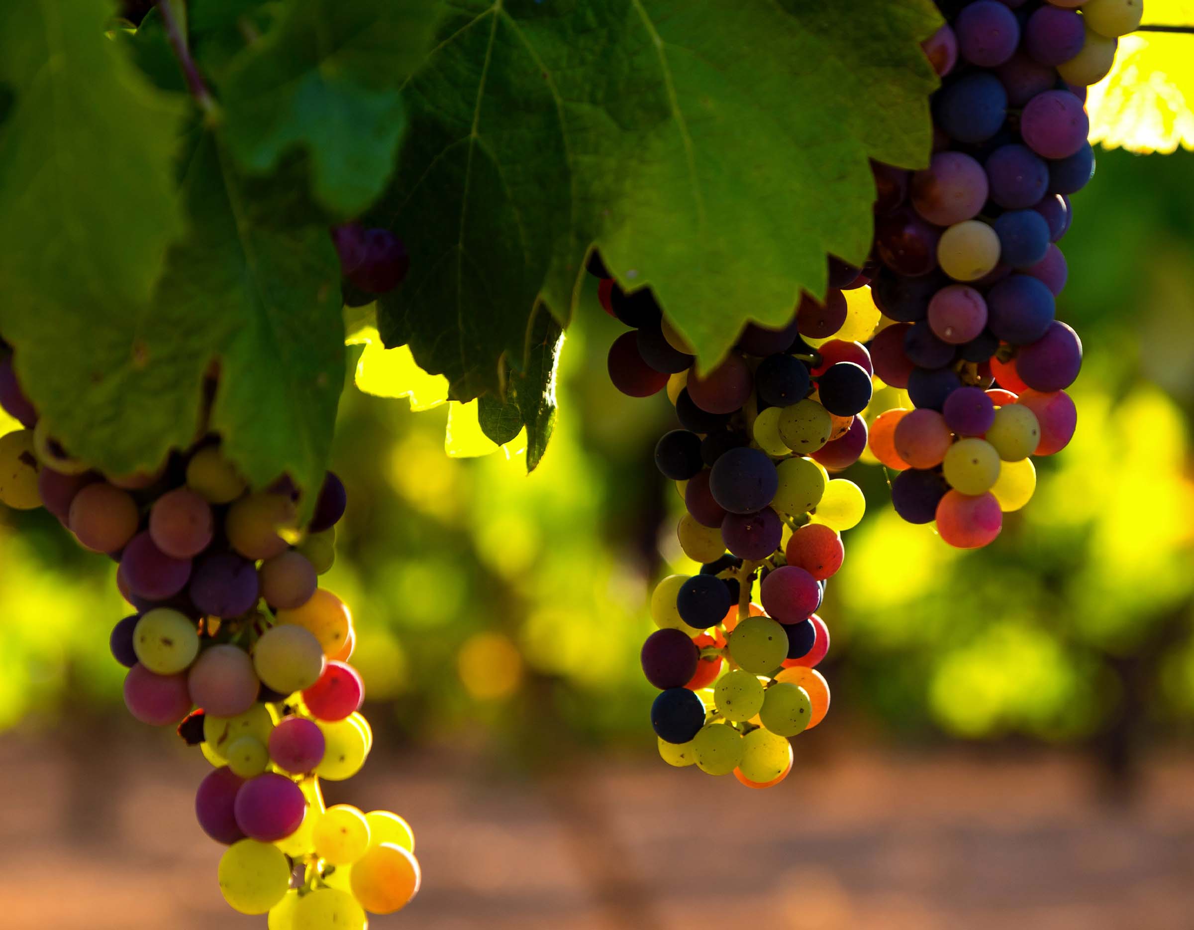 Grapes on the vine